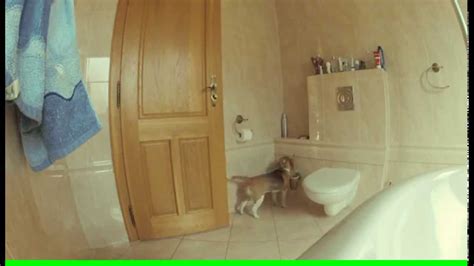 Szczeniak Beagle Kradnie Papier Toaletowy Beagle Puppy Stealing Toilet Paper YouTube