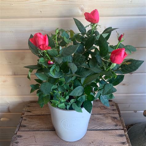 Indoor Rose Plant Fusspots