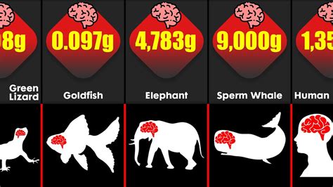 Animal Brain Size Comparison Which Animal Has The Biggest Brain