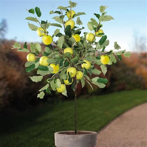 Fruit trees and plants are a great way to add beauty to your yard or garden. Standard Apple Malus Golden Delicious - 1 tree Buy online ...