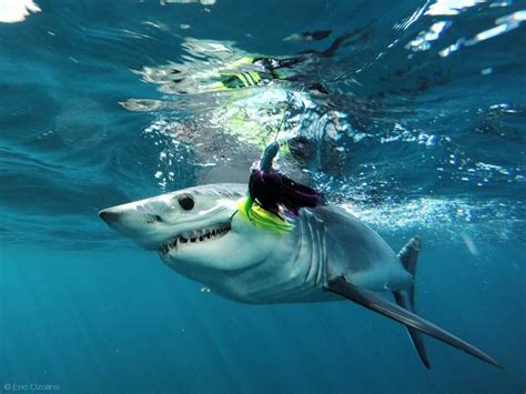 Photo Of Black Tip Shark Caught In Galveston Goes Viral