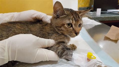 Emergency Care For Kittens Vet Focus