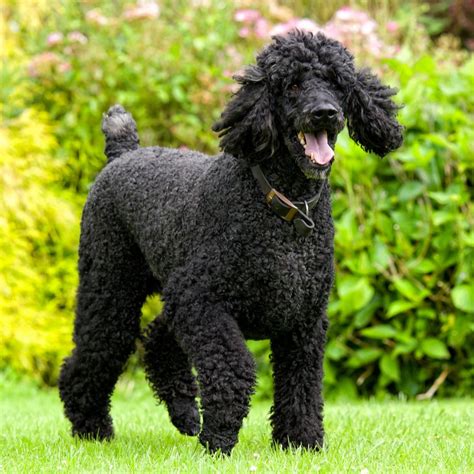 How Much Do Standard Poodle Puppies Cost