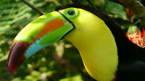 Toucan Beautiful Bird With Beautiful Color Wallpaper Hd 3840x2400