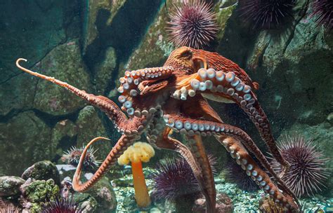 Giant Pacific Octopus A Large Piece Of The Octo Pi Nature Canada