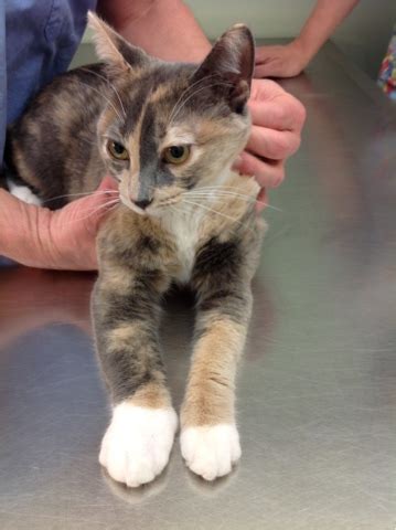 Especially in summer and in places where there is water, it is common to see wasps buzzing around and you could eventually suffer their sting, so it is. Bee Sting on a Cat's Paw