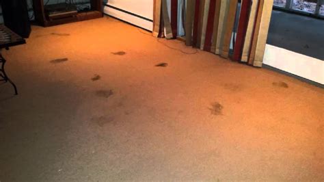 Lawrenceville Nj How To Remove Dog Poop Stains From Carpet Youtube