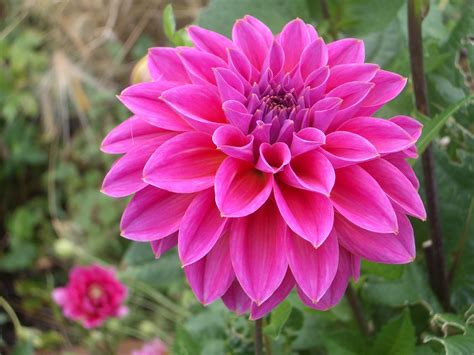 Download the perfect flowers pictures. Pink Dahlia Flower Hd Wallpaper Download For Mobile ...