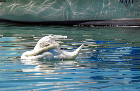 Free Images Sea Animal Pelican Seabird Swim Reflection Clean