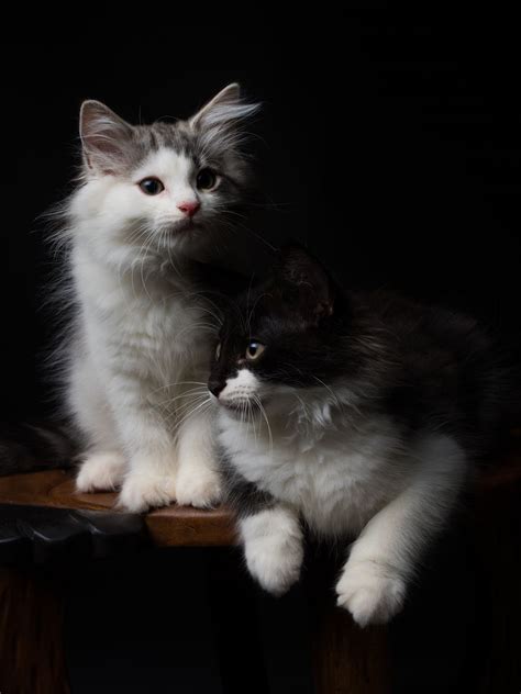 Brothers Norwegian Forest Cat Kittens Pretty Cats