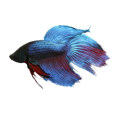 Betta Fish Male Veiltail Pet Cuisine And Accessories