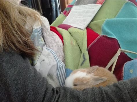 New Baby Bunny Cuddles With My Mom Aww