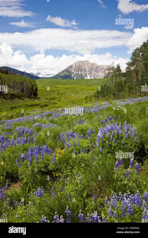 Blue Lupine Wildflowers Along The Deer Creek Trail Near Crested Butte