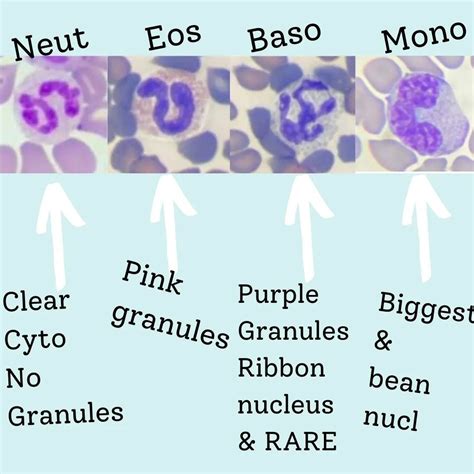 It Can Be Tricky Learning The Differences Between Neutrophils