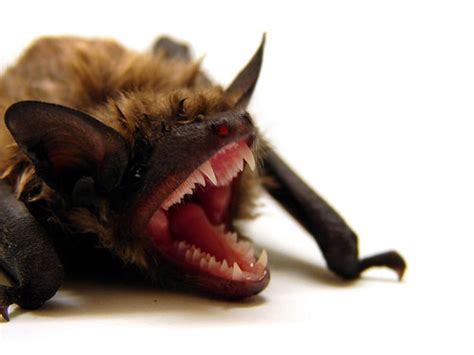 Bats have thumbs extending out of their wings, which act as hooks to allow them to. Rabid Bats Found in Mt. Greenwood, Beverly | Patch