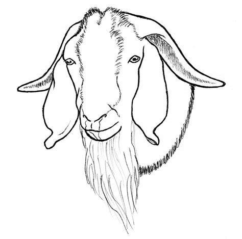 All rights belong to their respective owners. Boer Goat Drawing at PaintingValley.com | Explore ...