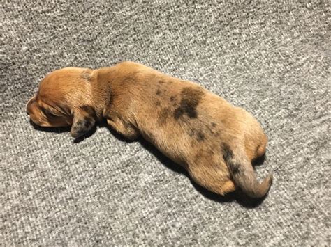 If you are looking for miniature dachshund puppy for sale, it's smart to know about coats and coat care. Mini Doxies Of TN - Dachshund Puppies For Sale