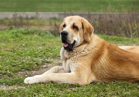 Spanish Mastiff Livestock Guardian Dog Breed — For Love Of Livestock