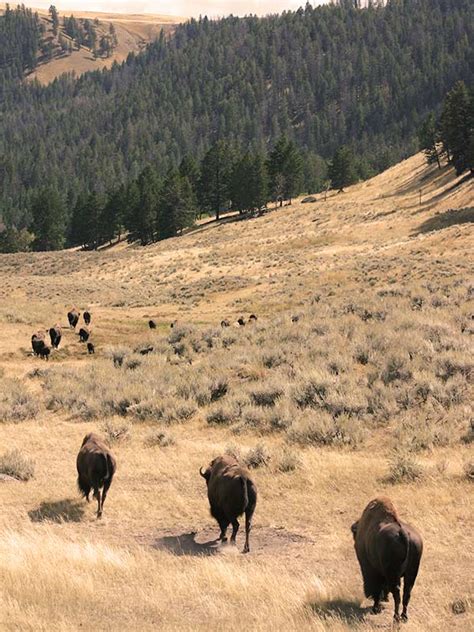 Temperate Grasslands World Biomes The Wild Classroom