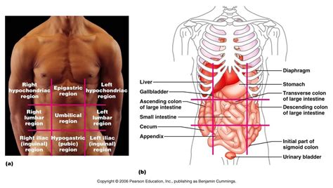 Abdominal Quadrants Labeled What Are Abdominopelvic Quadrants Organs