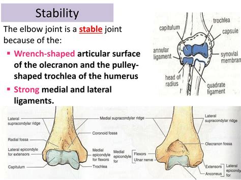 Ppt Elbow Joint Powerpoint Presentation Free Download Id3084731