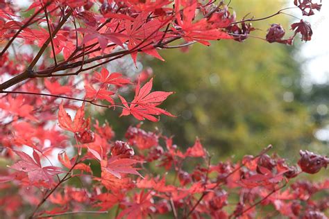 Natural Scenery Red Maple Leaf Background Autumn Red Maple Leaf