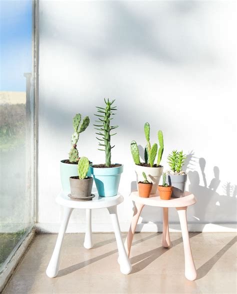 Sunbathing Cactus Plants Plants Cactus Flower Pots