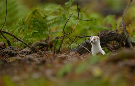 Ermine Wallpapers Wallpaper Cave