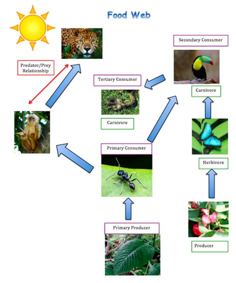 Rainforest Food Chains For Kids