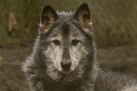 Gray Wolf Wildlife Images Rehabilitation And Education Center