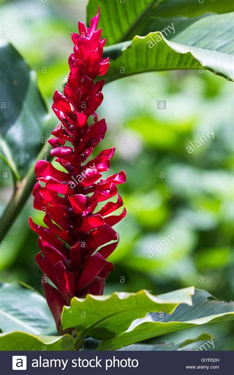Close Up Of A Wild Red Ginger In The Costa Rican Rain Forest Stock