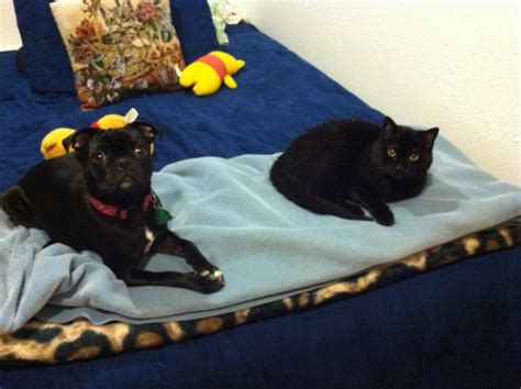 Dry and wet cat food. Soft food for senior cat (kitten, eating, kidney, canned ...