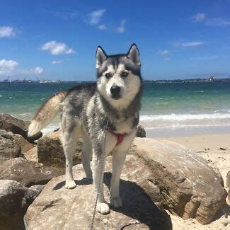 The siberian husky is adventurous, clever, and stubborn. Husky Dogs & Puppies For Sale | Gumtree Australia