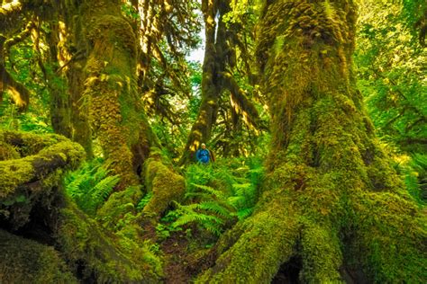 Old Growth Forests Of Pacific Northwest Could Be Key To Climate Action
