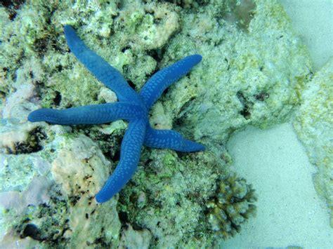 Blue Starfish In The Ocean Image Free Stock Photo Public Domain