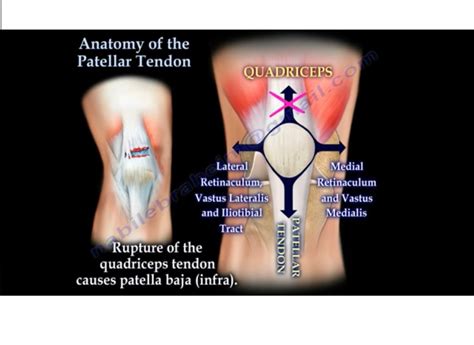 Anatomy of the Patellar Tendon — OrthopaedicPrinciples.com