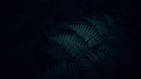 Fern Leaves Plant Dark Carved Picture Photo Desktop Wallpaper
