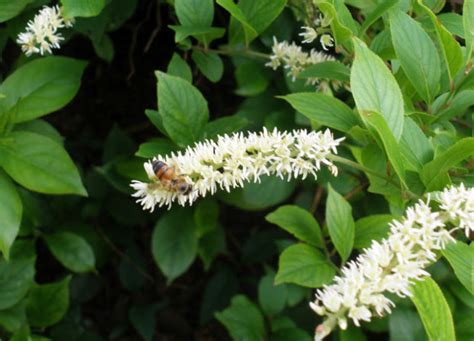 Maybe you would like to learn more about one of these? Native Shrubs for Fall Color and Wildlife Benefits • The ...