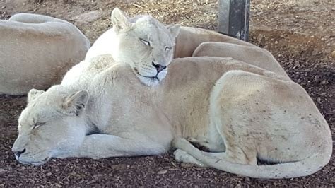 All animals are treated with the dignity and compassion they deserve. Big Cat Sanctuary in Kent lets visitors get close to lions ...