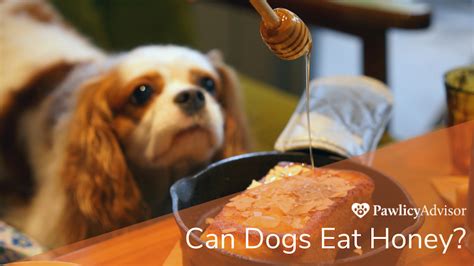 Can Dogs Eat Honey Heres Everything You Need To Know Pawlicy Advisor