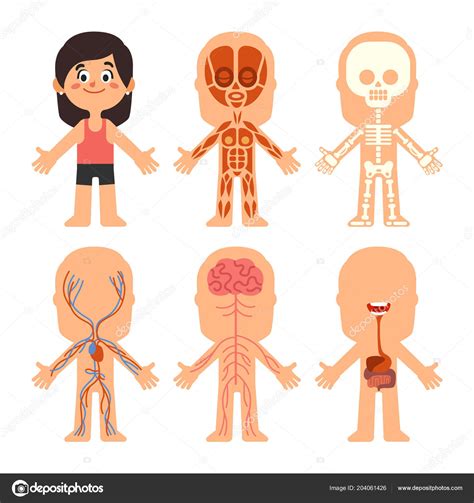 cartoon girl body anatomy woman veins organs and nervous system biology chart human skeleton