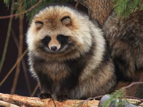 The Magic Of The Internet Animals Japanese Raccoon Dog Weird Animals