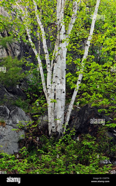 White Stemmed Birch Trees Hi Res Stock Photography And Images Alamy