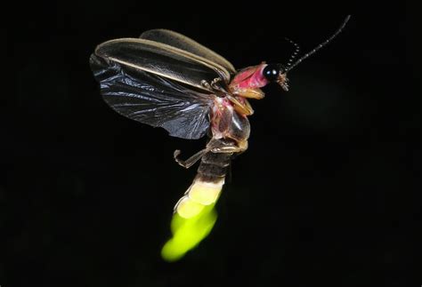 Fireflies Are Beautiful Tricksters In Danger Of Losing Their Habitat