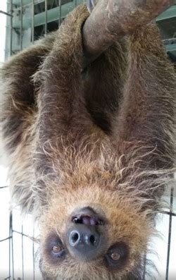 Wednesday is bath day for the baby sloths. BABY Sloths for Sale