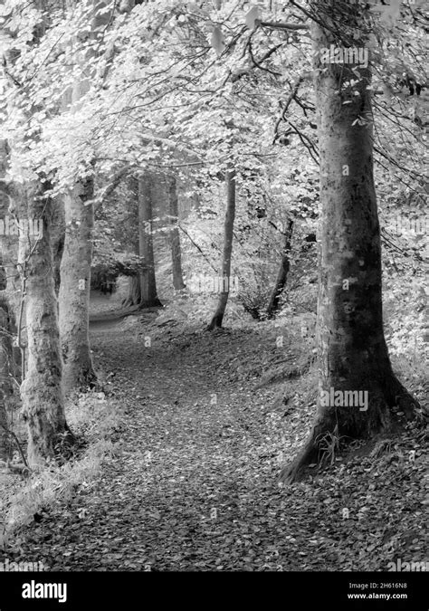Alternative Infrared Monochrome Image Of A Colourful Autumn Woodland