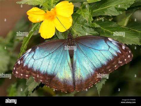 Tropical Blue Morpho Morpho Peleides Aka Emperor Butterfly Showing