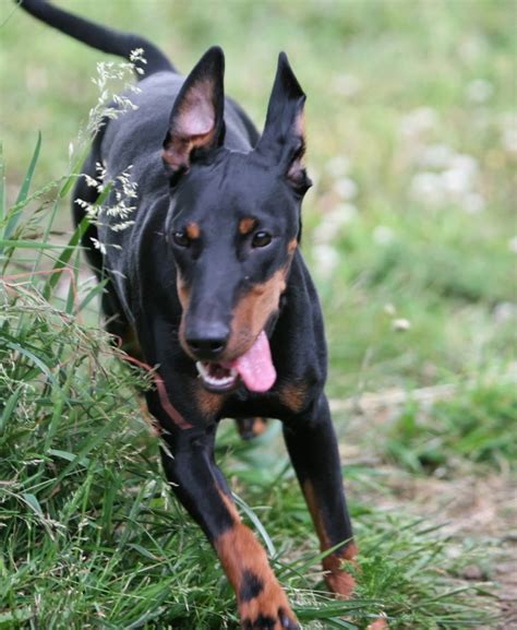 Toy Manchester Terrier Breed Guide Learn About The Toy Manchester