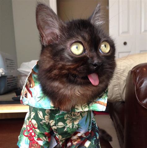 Check out our hawaiian cat shirt selection for the very best in unique or custom, handmade pieces from our clothing shops. Mr Magoo is the cat that can't stop sticking his tongue ...
