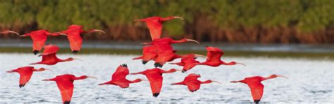 Trinidad Birding And Nature Birding Tour 2022 Naturalist Journeys